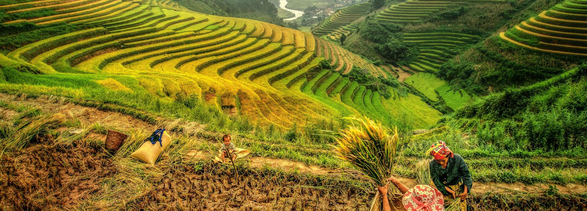 Famers in rice terraces Mu cang chai, Yenbai, Vietnam