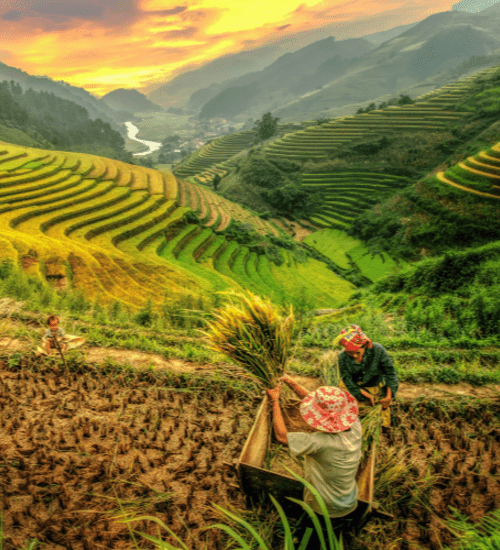 Famers in rice terraces Mu cang chai, Yenbai, Vietnam
